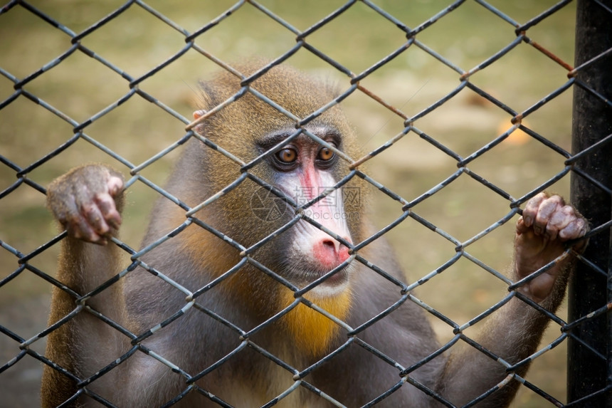 悲伤锁定头发在动物园笼子里的猴图片