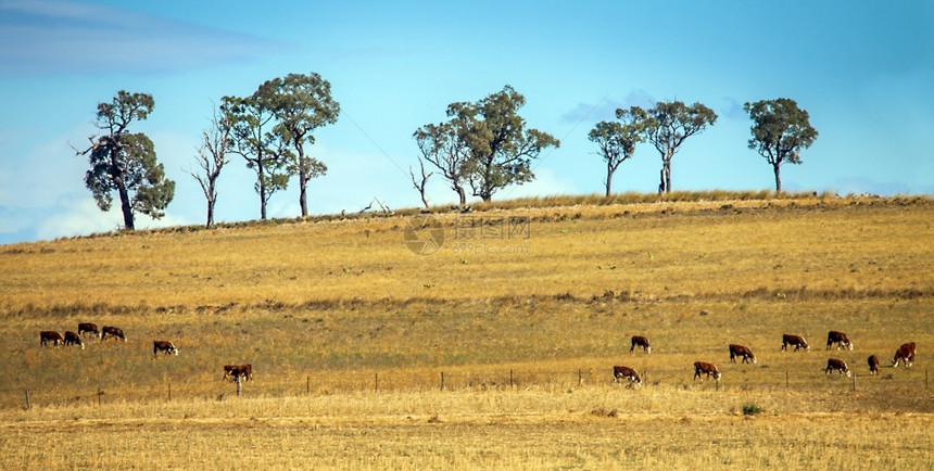 麦格理达博澳大利亚新南威尔士州Dubbo附近的牛群干枯图片