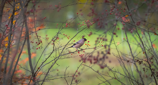 秋季树枝上的鸟图片