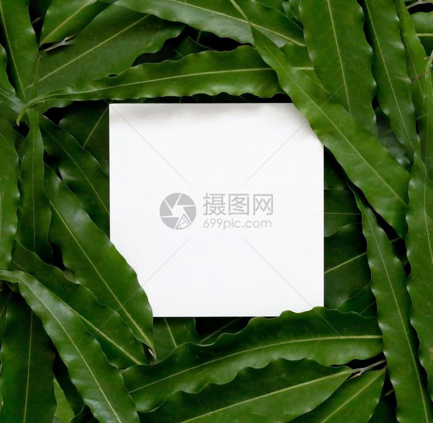 笔记空白的树由绿色叶做的平整创造布局印有纸牌记号自然概念图片
