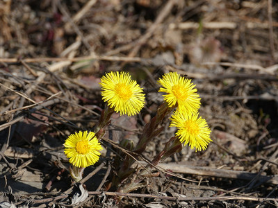 植物群第一朵春天的花黄色款冬第一朵春天的花绽放生长图片