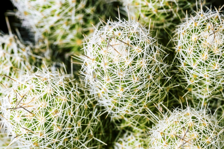 植物学有针头背景图象的仙人掌细节夏天图片