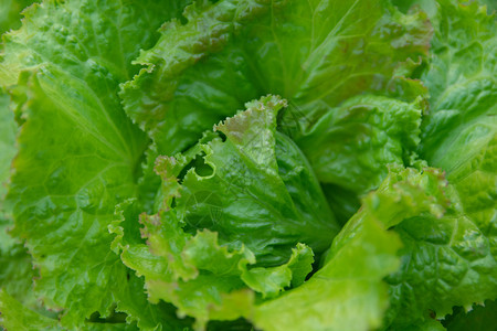 健康生的沙拉菜叶新鲜生本底蔬背景冰山图片