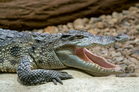 危险暹罗张开嘴的西亚姆鳄鱼克罗科迪卢斯力量图片