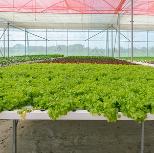 培育水栽系统中有机氢绿色叶生菜蔬种植场在水栽培系统中有机的自然图片