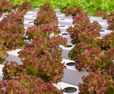 有机水分红叶生菜种植在水栽养系统中种植蔬菜红色的水培法鱼菜共生图片