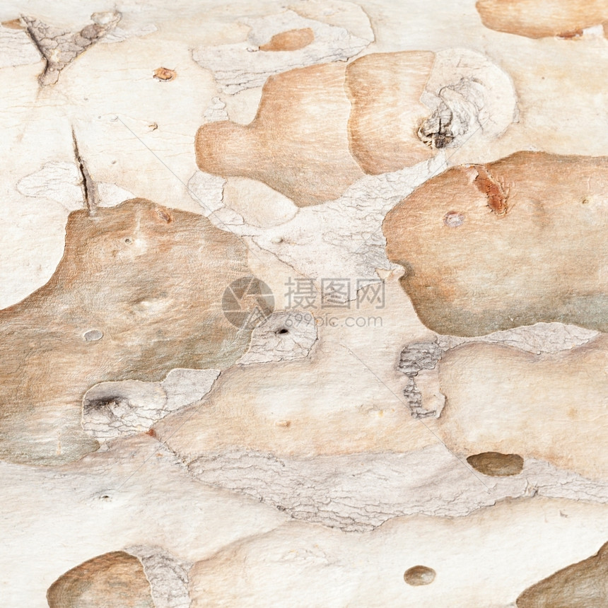 老的树皮背景纹理肤追着裂缝自然胶图片