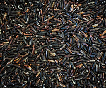 长粒紫水稻背景食谱物图片