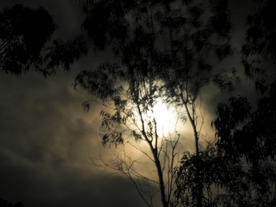 白色的黑暗大气层月亮闪光和模糊的eukalyptus树图片