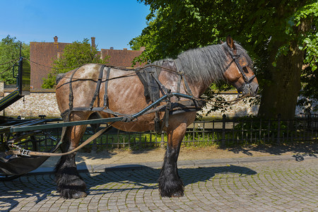 比利时法埃顿马和骑甲辉腾旅行画图片