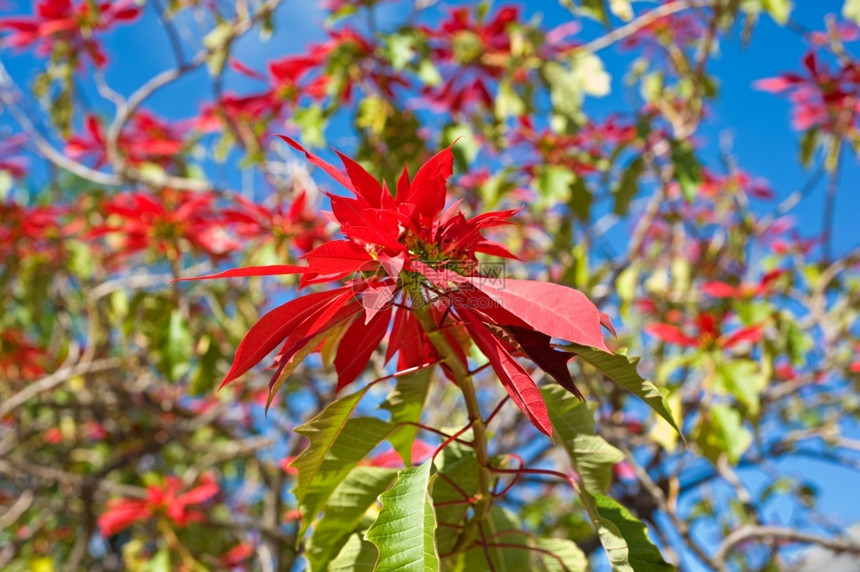 红花和蓝天空作为背景衬套花朵住宅图片