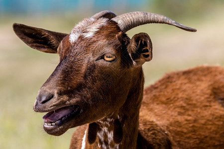喇叭耳朵农业棕色山羊在草地上的一头棕色山羊详情图片