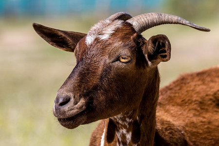 农场自然脊椎动物棕色山羊在草地上的一头棕色山羊详情图片