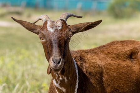 脊椎动物棕色山羊在草地上的一头棕色山羊详情农场喇叭图片
