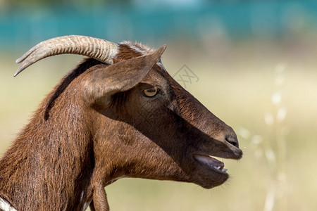 一种动物棕色山羊在草地上的一头棕色山羊详情喇叭图片