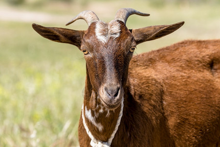 常设棕色山羊在草地上的一头棕色山羊详情场地动物图片