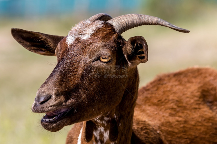 农业棕色山羊在草地上的一头棕色山羊详情自然乡村图片
