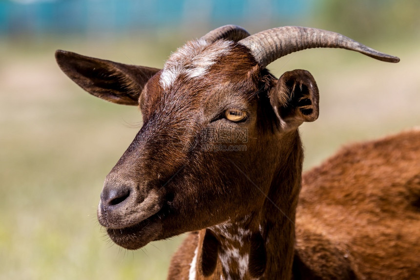 眼睛农业棕色山羊在草地上的一头棕色山羊详情鼻子图片