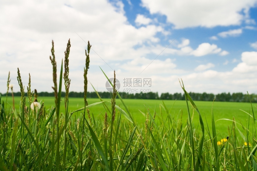 林间空地草景观到春天在草原上种植绿图片