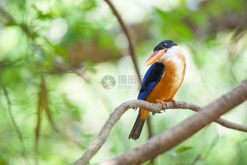 美丽的蓝海王鸟坐在树枝上翠肖像自然图片