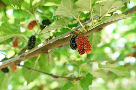 有机农场树上含木莓果有机的收成水图片