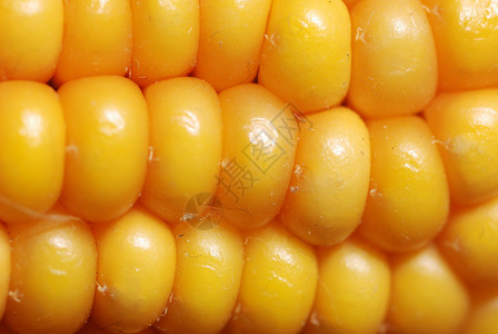 一颗成熟的玉米之耳农场谷物庄稼图片