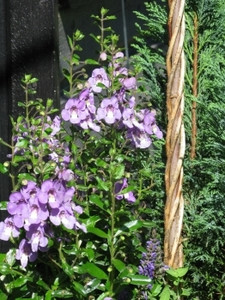 花园连翘紫花篮中的紫朵手柄显示园艺美丽的粉色背景