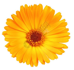 德兰士瓦雏菊一朵橙色的卡伦杜拉花孤立在白色背景上近距离摄影棚太阳只要德兰士瓦背景