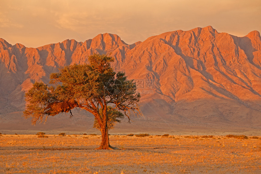 未受破坏的云荒芜Namib日落时的沙漠景观有崎岖的山脉和刺树纳米比亚图片