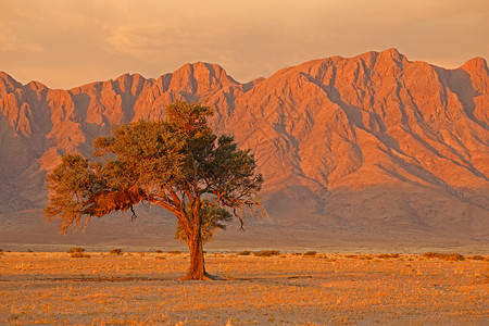 未受破坏的云荒芜Namib日落时的沙漠景观有崎岖的山脉和刺树纳米比亚图片
