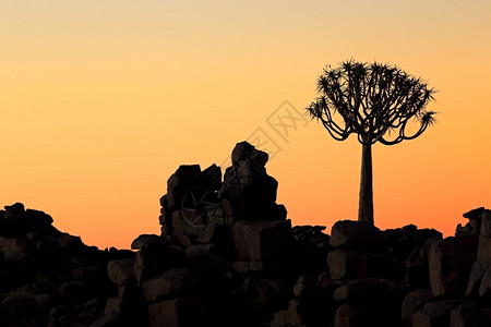Aloedichotoma和日落时岩石纳米比亚风景优美南部颤动图片