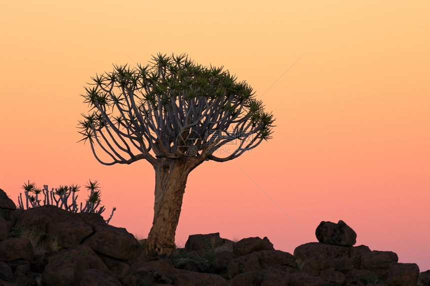 天际线Aloedichotoma和日落时岩石纳米比亚风景生态图片