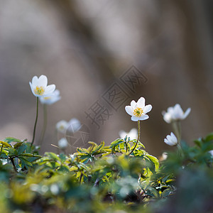 瑞典一组花朵中的聚焦WoodAnemone花朵生长一种图片