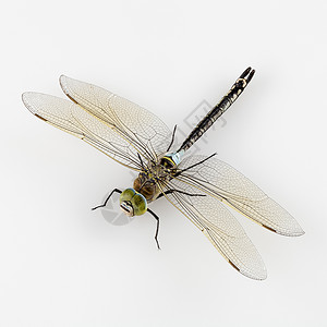蜻蜓昆虫背景图片