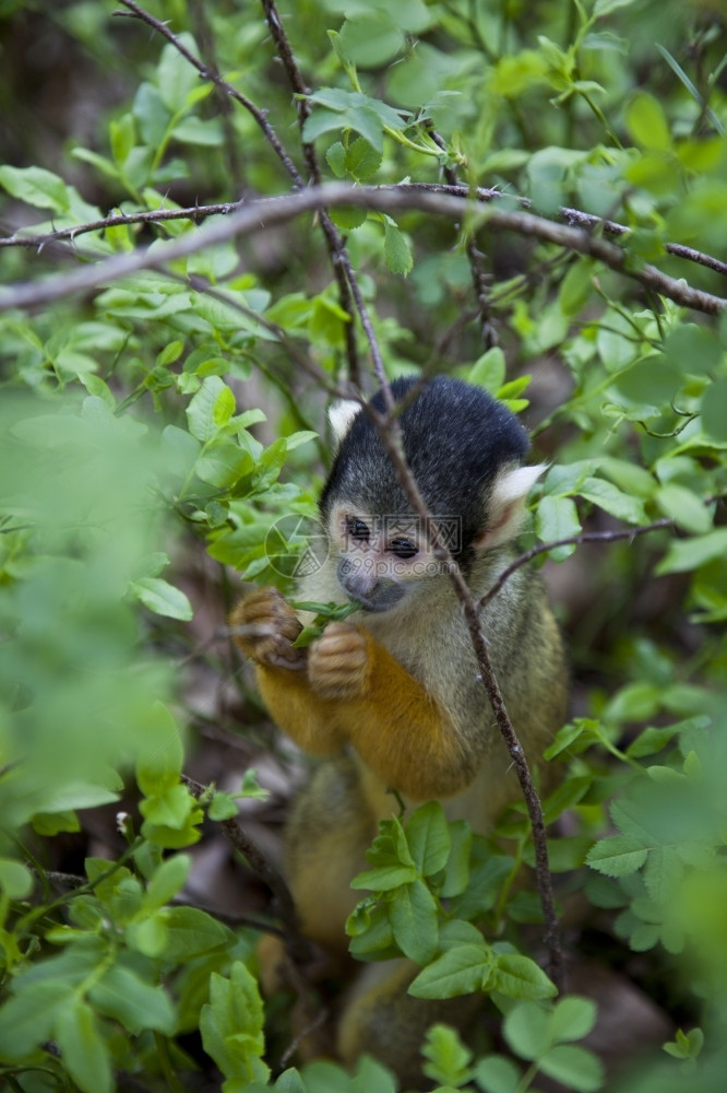 树木黑帽子松鼠猴在树上吃可爱的微小图片