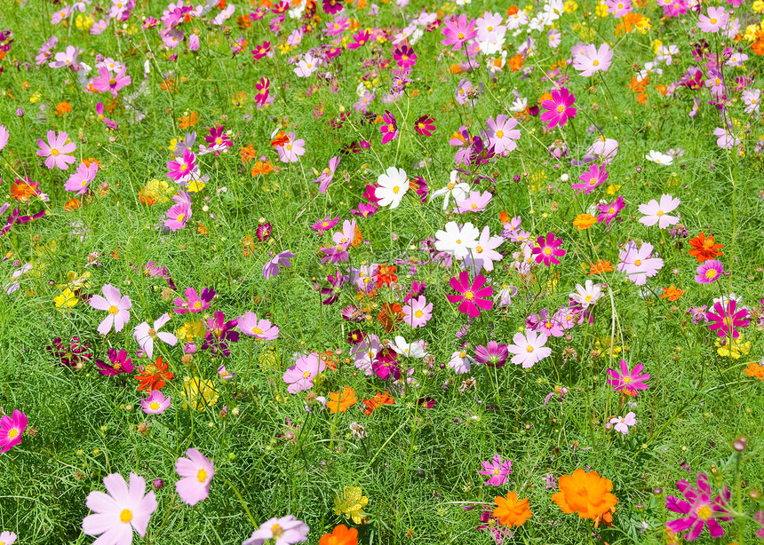 紫色的花朵草地波斯菊田日本图片