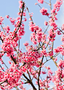 狂野喜马拉雅樱桃盛开蓝天空绽放冬花瓣图片