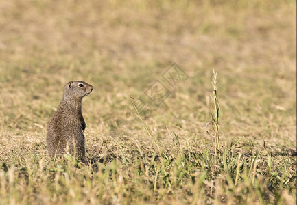 怀俄明州在草地上独自站立的野松鼠洞亨德森图片