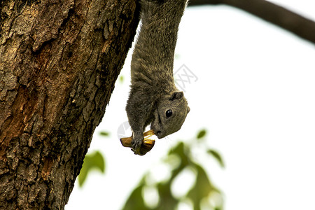 松鼠们爬上公园高树的户外啮齿动物可爱的图片