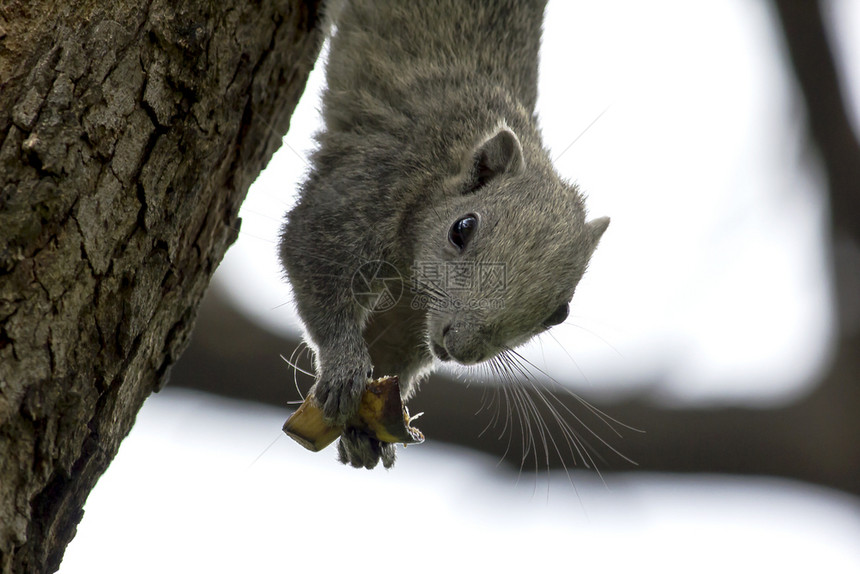 灰色的松鼠们爬上公园高树的红色毛茸图片
