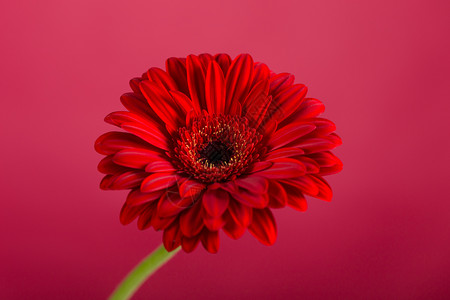 漂亮的红色菊花图片