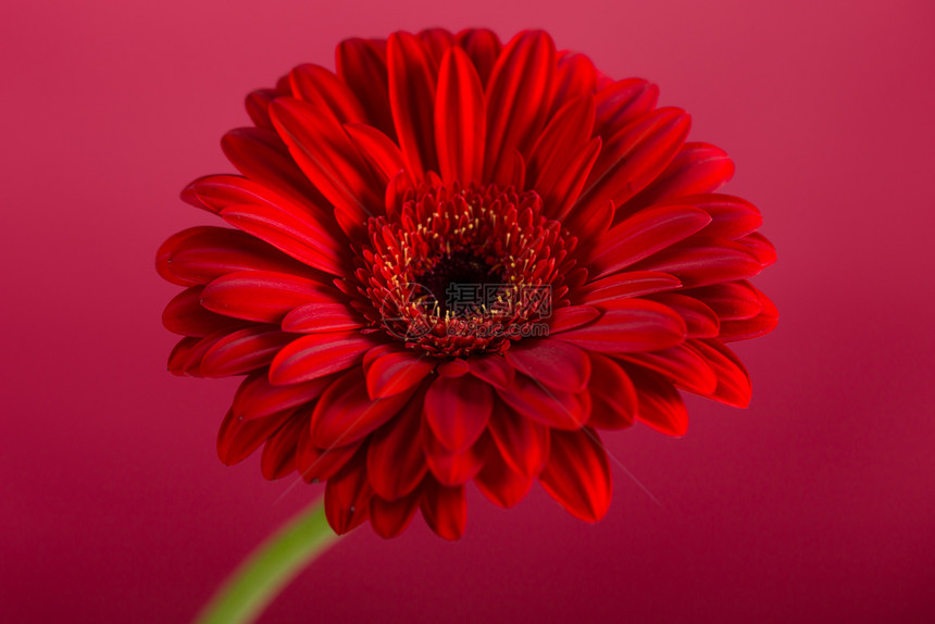 漂亮的红色菊花图片