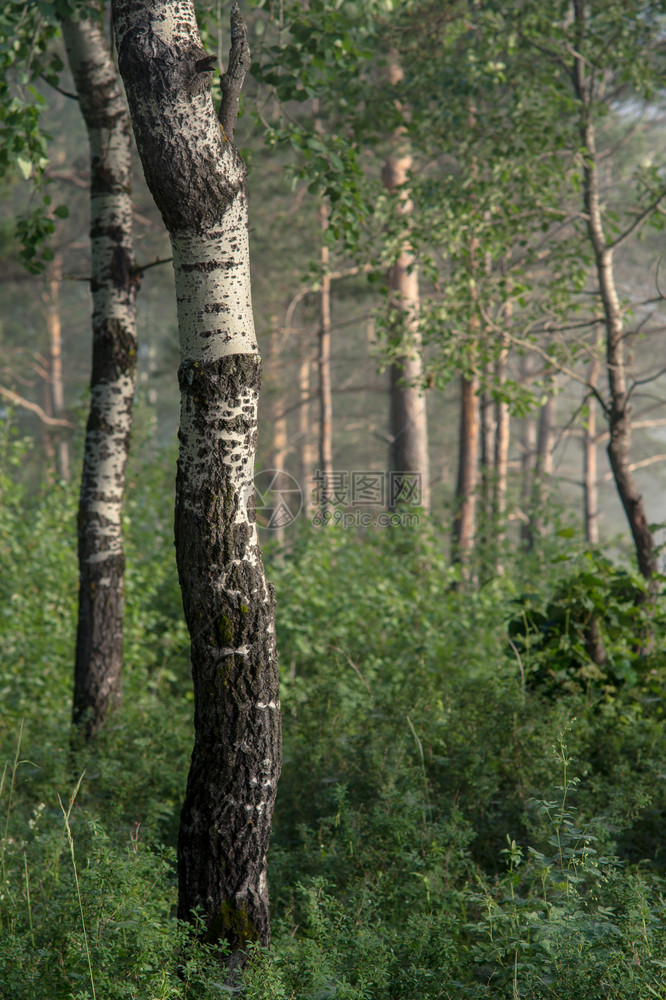 树木景观夏初清晨风景中的雾林巴什基里亚图片