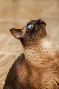 国内的动物宠一只可爱的蓝眼睛暹罗猫肖像一只可爱的蓝眼睛暹罗猫肖像图片