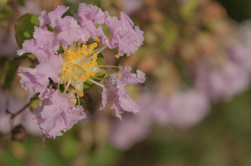 春天植物澳大利亚悉尼粉色花朵的紧贴物在澳大利亚悉尼粉色花朵的自然背景上紧贴于粉色花朵树图片