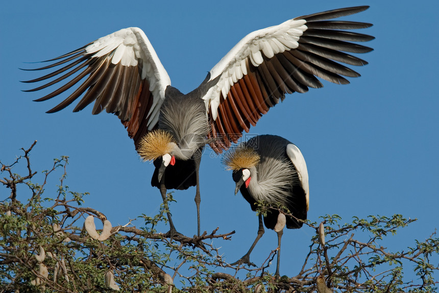 自然津巴布韦黄盖公园BalearicaRegulurum津巴布韦南部非洲时髦的优雅图片