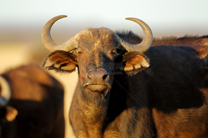 动物群南非莫卡拉公园非洲或开普水牛Synceruscaffer的肖像保护脸图片