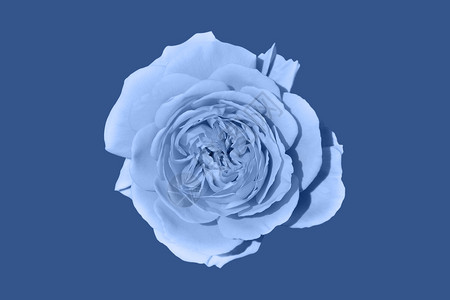 颜色深蓝背景上的浅玫瑰花头顶视图深蓝色背景上的浅玫瑰花头情人节目的背景图片