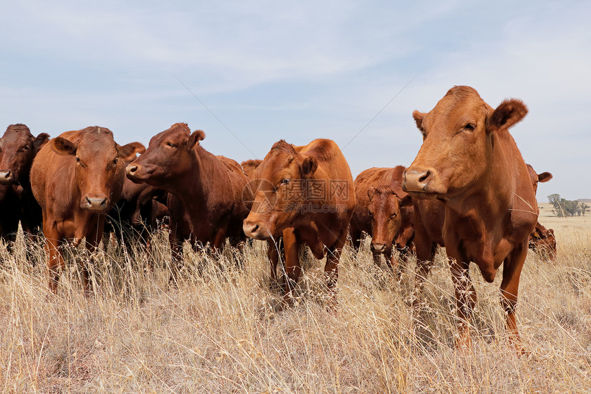 草原上的牛群图片