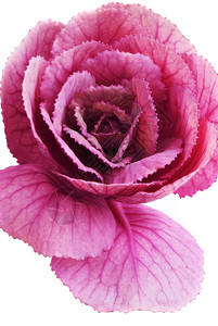 装饰着紫色植物的花朵维多利亚时代开花图片